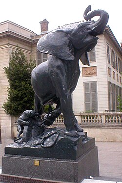 Jeune éléphant pris au piège